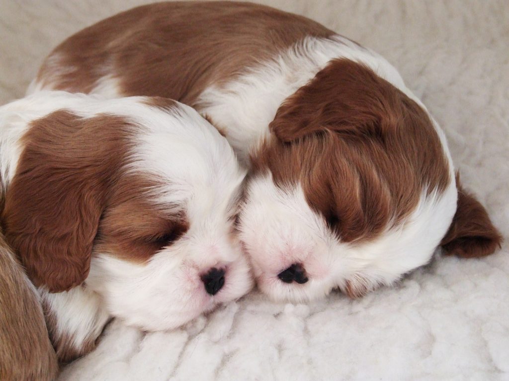 contact page image, 2 cavalier king charles spaniels sleeping.